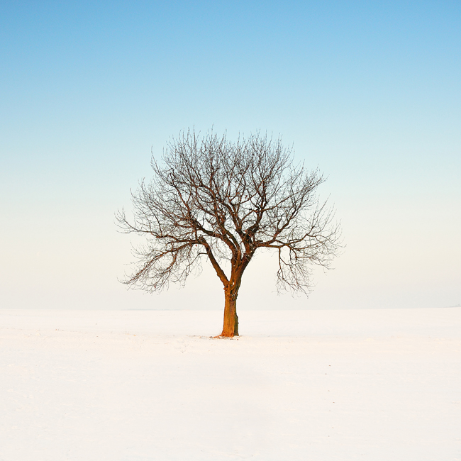 Winter tree