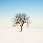 Winter tree