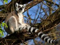 Zły Lemur