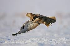 Myszołów zwyczajny (Buteo buteo)