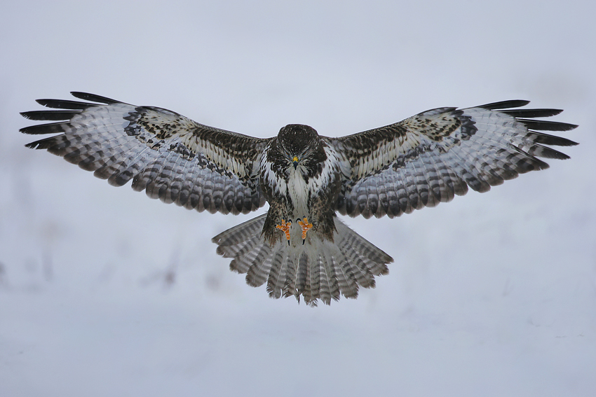 Myszołów zwyczajny (Buteo buteo)