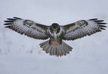 Myszołów zwyczajny (Buteo buteo)