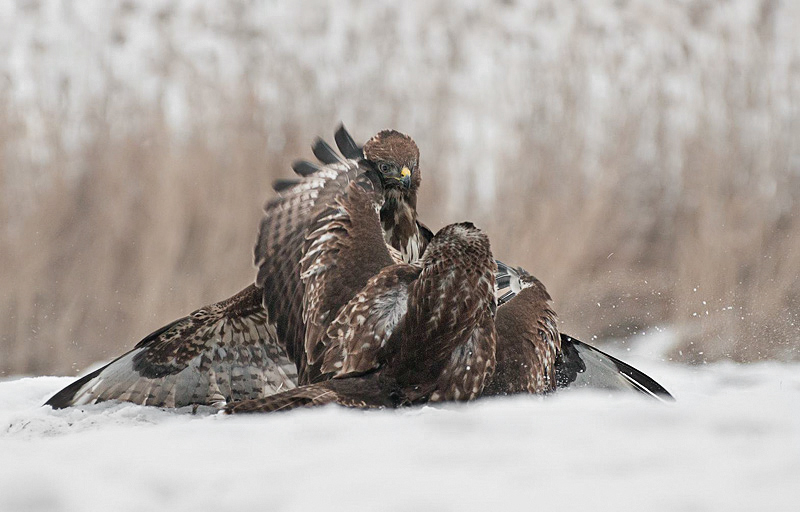 Myszołów zwyczajny (Buteo buteo)