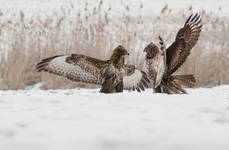 Myszołów zwyczajny (Buteo buteo)