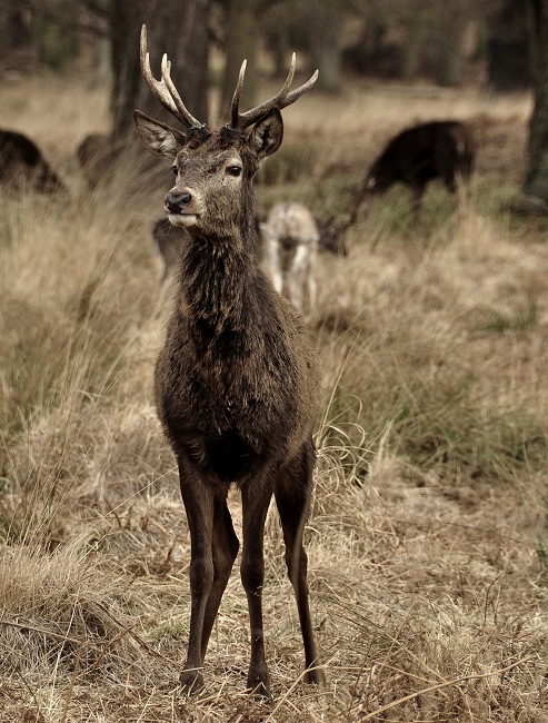 Richmond park