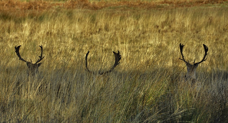 Richmond park