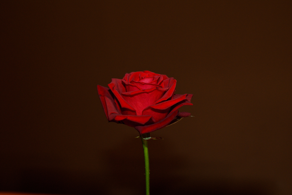 a rose