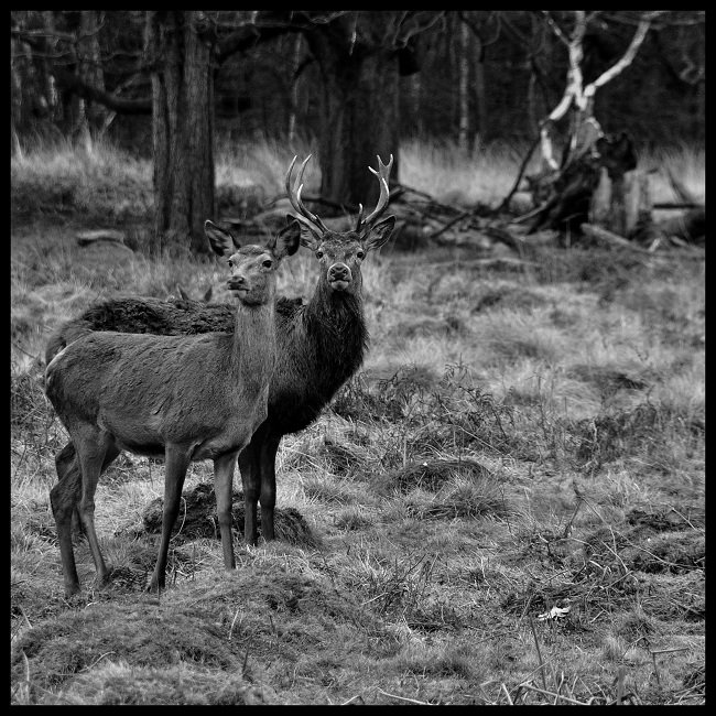 Richmond park