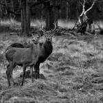 Richmond park