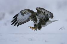 Myszołów zwyczajny (Buteo buteo)