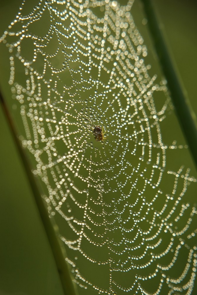 Lord of pearls