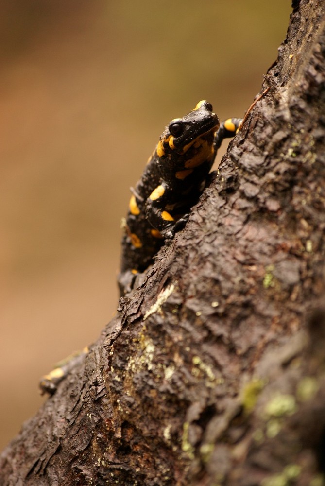 Salamandra