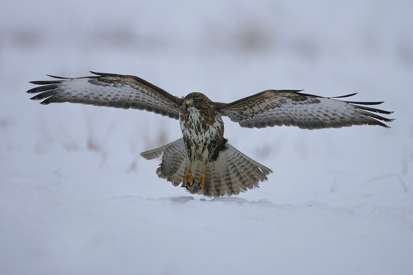 Myszołów zwyczajny (Buteo buteo)