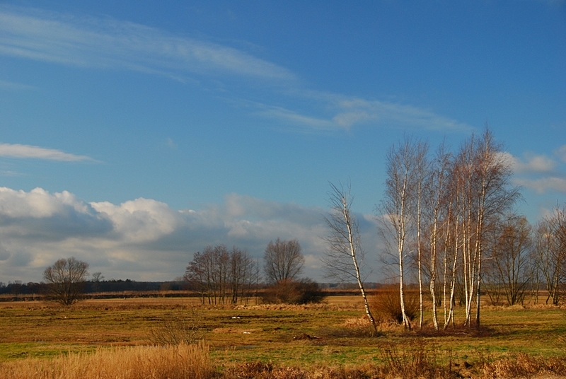 Brzózki.