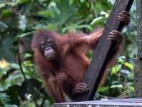 Orang Utan