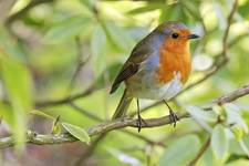 robin