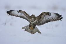 Myszołów zwyczajny (Buteo buteo)