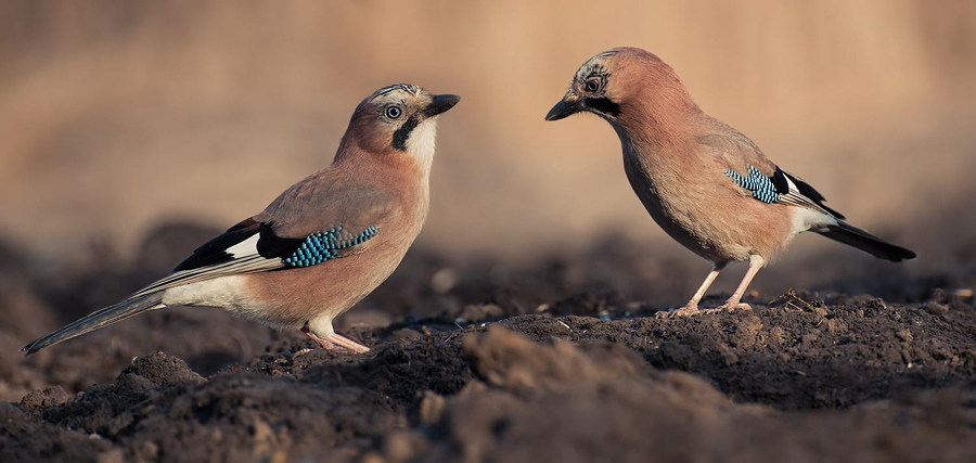 Sójka (Garrulus glandarius)