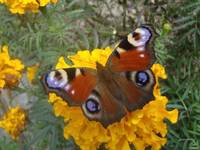 motyl