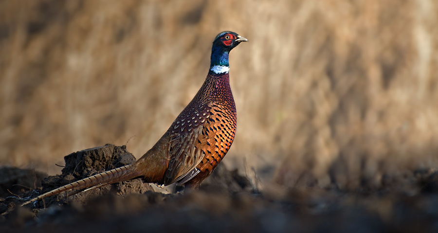 Bażant (Phasianus colchicus)