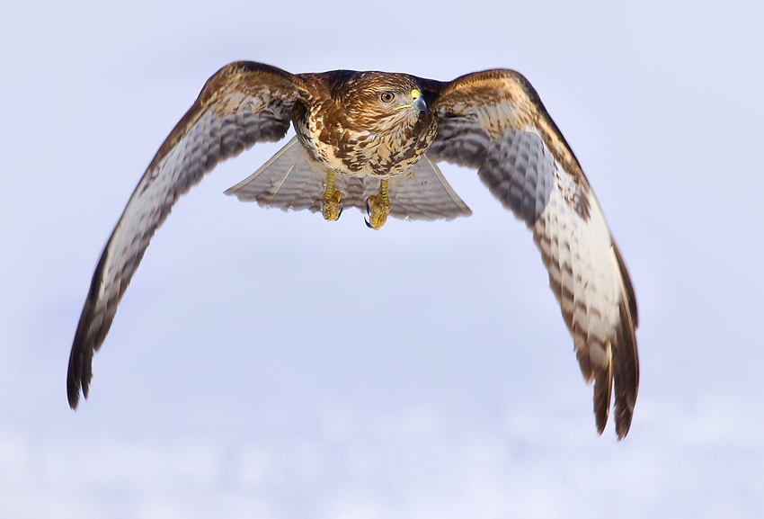 Myszołów zwyczajny (Buteo buteo)