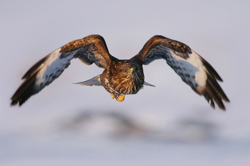 Myszołów zwyczajny (Buteo buteo)