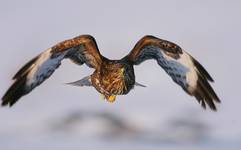 Myszołów zwyczajny (Buteo buteo)