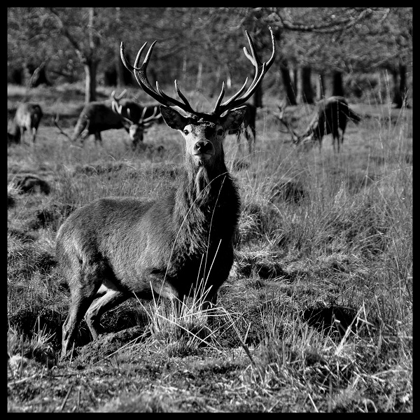 Richmond park