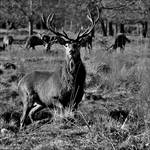 Richmond park