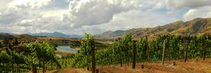 Swallows Crossing Vineyard