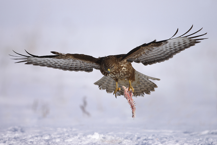 Myszołów zwyczajny (Buteo buteo)