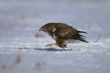 Myszołów zwyczajny (Buteo buteo)