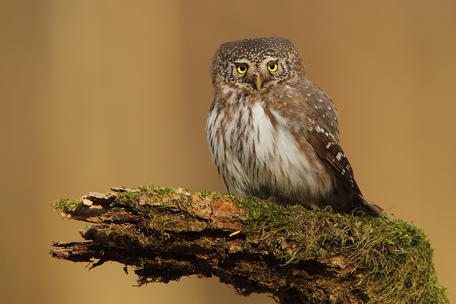 sóweczka