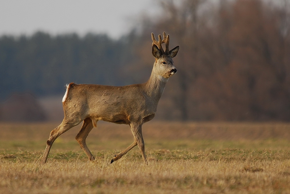 koziołek