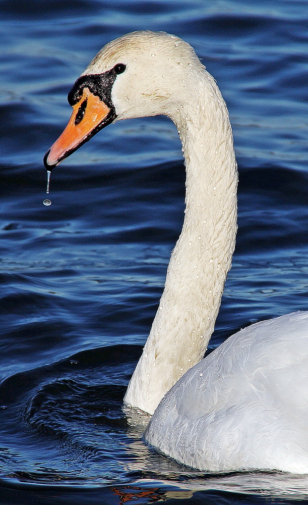 Łabędź