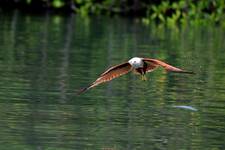 Brahminy Kite...