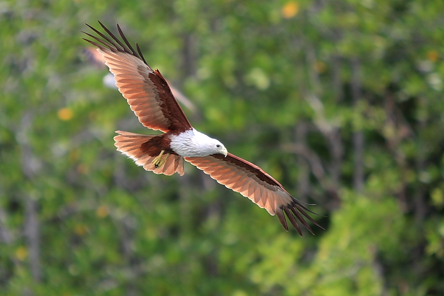 Brahminy Kite...