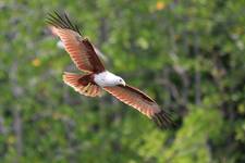 Brahminy Kite...