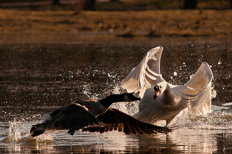 Mute swan attack