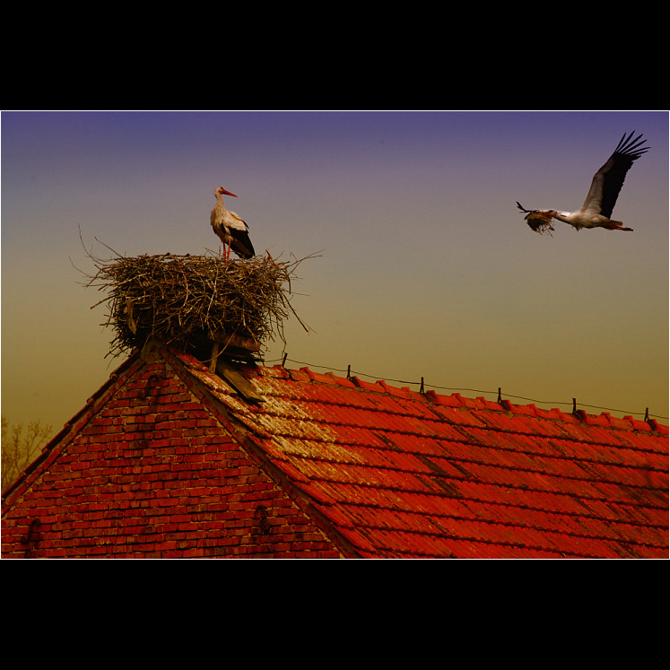 * Bociany * Storks * Mazury *