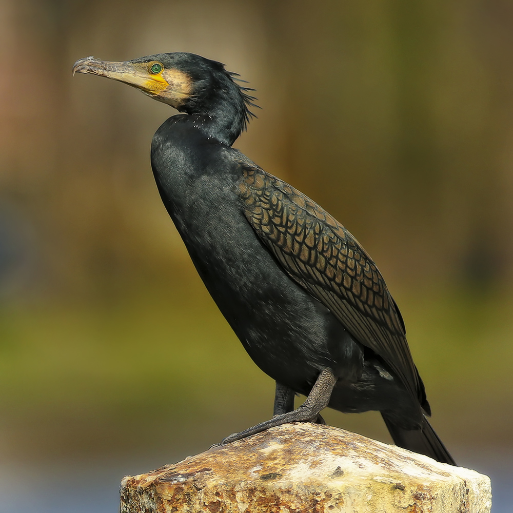 Kormoran - portret