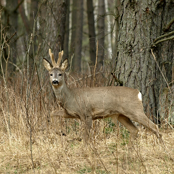 Koziołek.