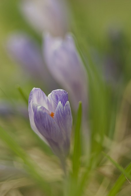 krokus