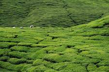 Herbaciane pola Cameron Highland