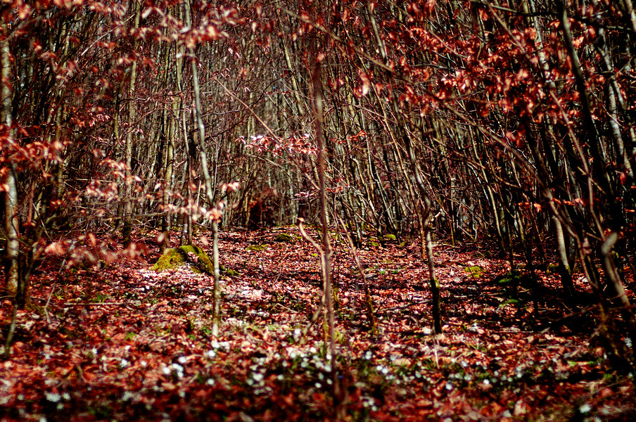 Red Forest