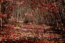 Red Forest