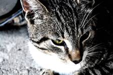 the cat