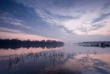 Narew