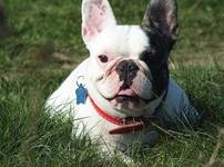 Buldog francuski