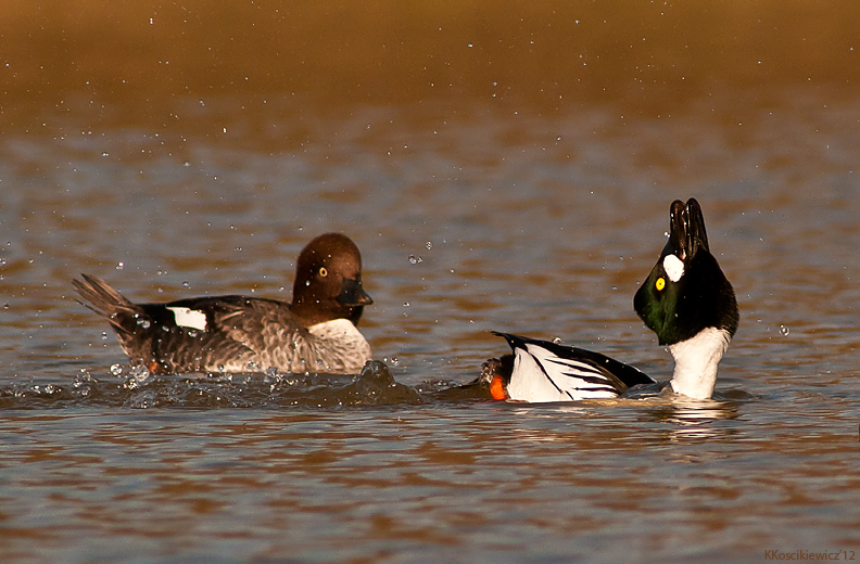 Gagol, Golden eye